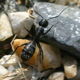 Schwarzgraue Sklavenameise