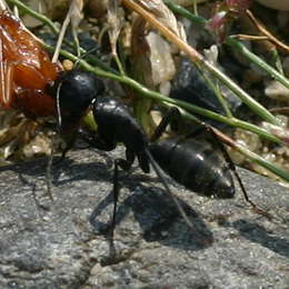 Schwarzgraue Sklavenameise