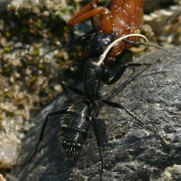 Schwarzgraue Sklavenameise