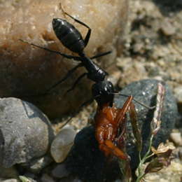 Schwarzgraue Sklavenameise