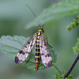Gemeine Skorpionsfliege