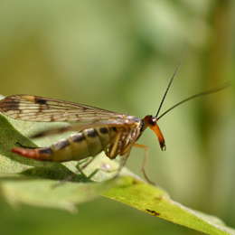 Gemeine Skorpionsfliege