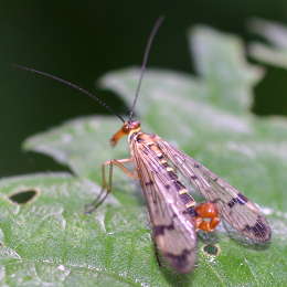 Gemeine Skorpionsfliege