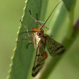Gemeine Skorpionsfliege