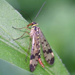 Gemeine Skorpionsfliege