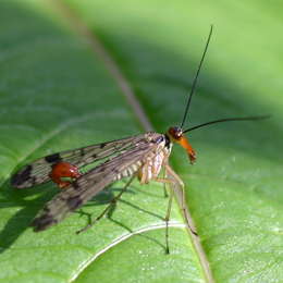 Gemeine Skorpionsfliege