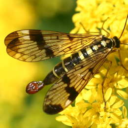 Gemeine Skorpionsfliege