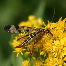 Gemeine Skorpionsfliege