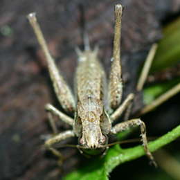 Gewöhnliche Strauchschrecke