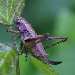 Gewöhnliche Strauchschrecke