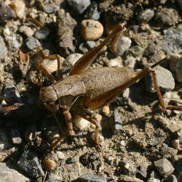 Gewöhnliche Strauchschrecke