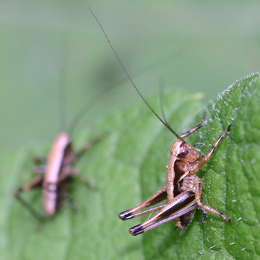 Gewöhnliche Strauchschrecke