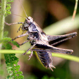 Gewöhnliche Strauchschrecke