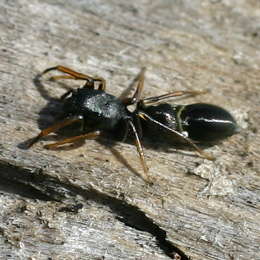 Ameisen-imitierende Spinne