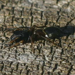 Ameisen-imitierende Spinne