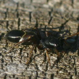 Ameisen-imitierende Spinne