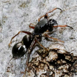 Ameisen-imitierende Spinne