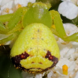 Grüne Blattkrabbenspinne