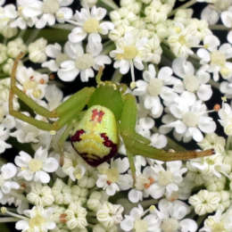 Grüne Blattkrabbenspinne