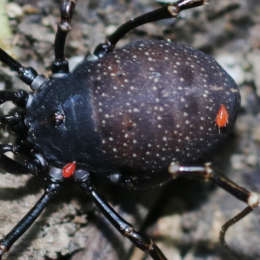 Schwarzbrauner Plumpweberknecht