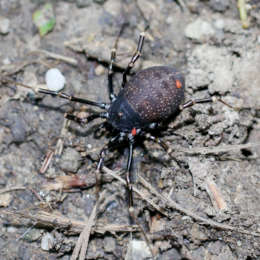 Schwarzbrauner Plumpweberknecht