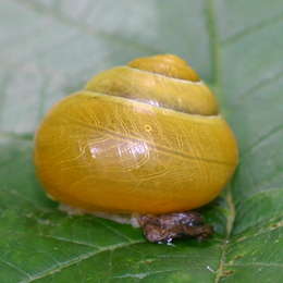 Garten-Bänderschnecke