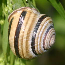 Garten-Bänderschnecke