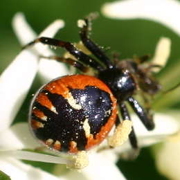 Südliche Glanz-Krabbenspinne