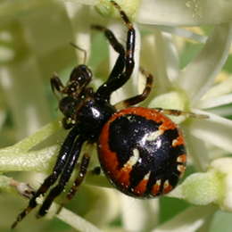 Südliche Glanz-Krabbenspinne