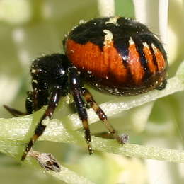 Südliche Glanz-Krabbenspinne
