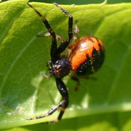 Südliche Glanz-Krabbenspinne