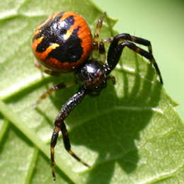 Südliche Glanz-Krabbenspinne