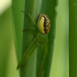 Grüne Krabbenspinne
