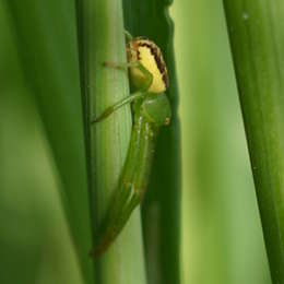 Grüne Krabbenspinne