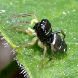 Springspinne