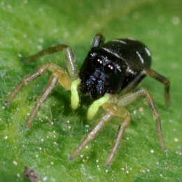 Springspinne
