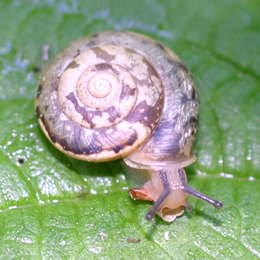 Kantige Laubschnecke