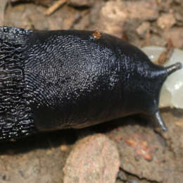 Schwarzer Schnegel