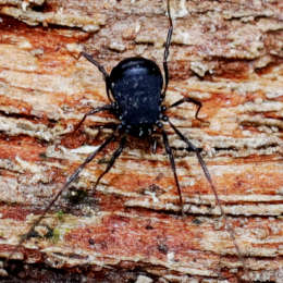 Schwarzer Mooskanker