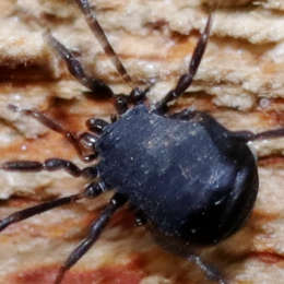 Schwarzer Mooskanker