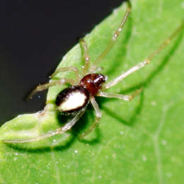 Zweifleckige Kugelspinne