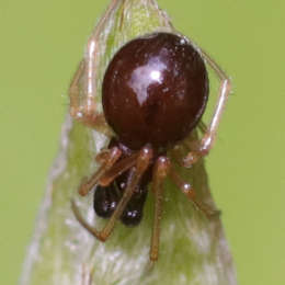 Zweifleckige Kugelspinne