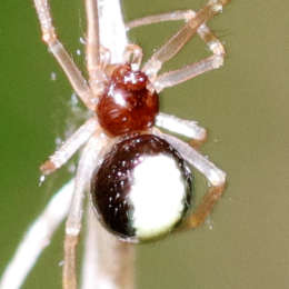 Zweifleckige Kugelspinne