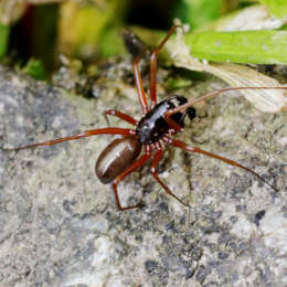 Dunkle Baldachinspinne