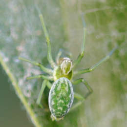 Grüne Kräuselspinne