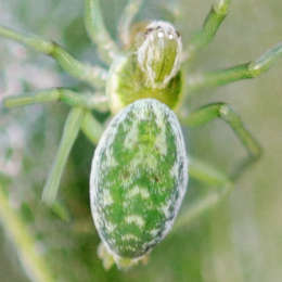 Grüne Kräuselspinne