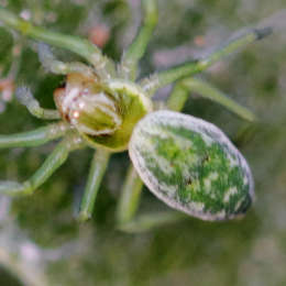 Grüne Kräuselspinne