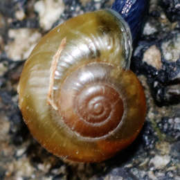 Große Glanzschnecke