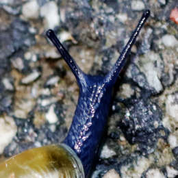 Große Glanzschnecke