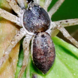 Goldgelber Flachstrecker